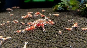 Креветки аквариумные Red Fancy Tiger