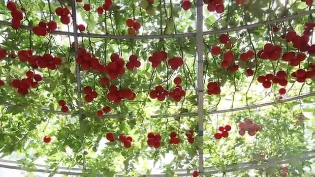 Томатное дерево Миф или Реальность смотреть онлайн