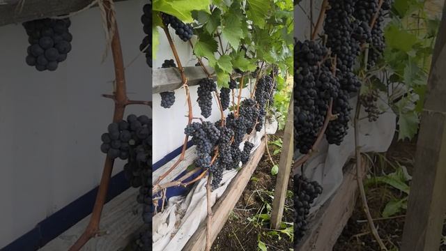 Триумф Эльзаса, кусту 4 года. смотреть онлайн