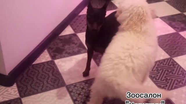 Маленький милый песик