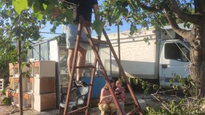 едим на рынок за тутовником