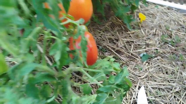 обзор томата🍅, ,, сибирская тройка,, мой любимчик! смотреть онлайн