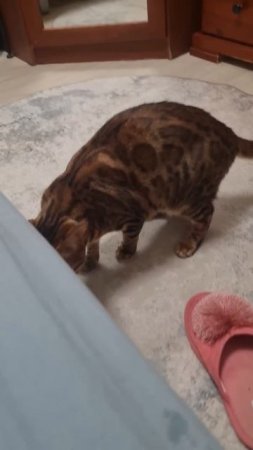 Бенгальская кошка  Леопарда