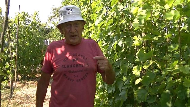 Можно ли увеличить урожай винограда в среднем до 75 кг ? смотреть онлайн