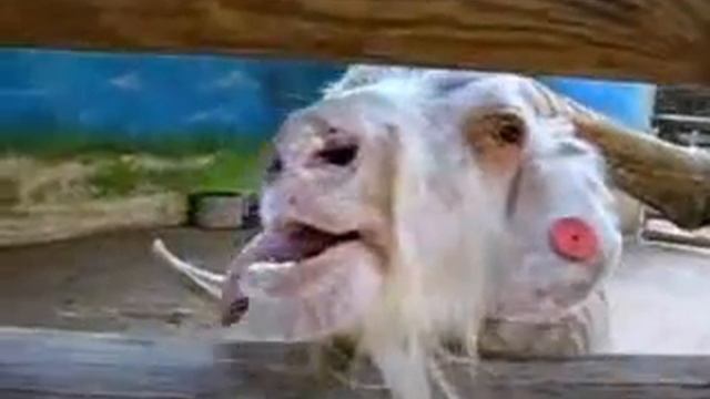 смешной козел.flv
