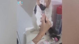 Приколы с животными