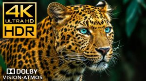 Дикая природа 4K HDR 120 кадров в секунду Dolby Vision - Видео в формате 4K Ultra HD #4K #ДИКАЯ ПРИР