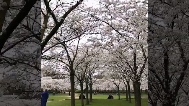 🌸Вишня в цвету🌸 смотреть онлайн