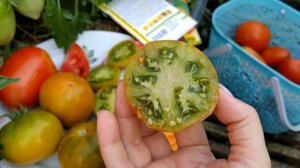 обзор томатов 🍅,, Боец( буян),, ,,изумрудный штамбовый,,
