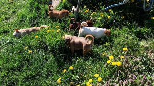 Продам чихуахуа #Цены ОТ 25 тр #купитьщенкапродамчихуахуа 89215950848