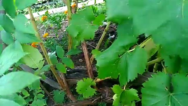 Виноград кш 342. Удобный для нашей зоны. смотреть онлайн