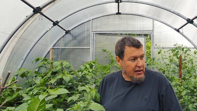 Перцы августа назревают смотреть онлайн