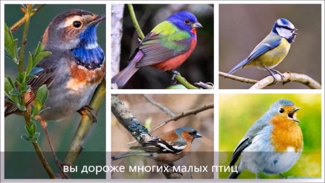 Лук.12,4-7 Пять птичек за 2 копейки смотреть онлайн