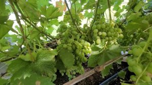 Виноград в Ленинградской области на 27 июля 2024 года.