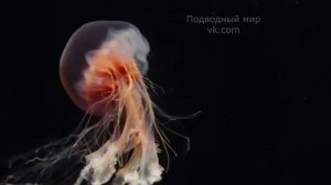 Лучшие кадры подводного мира для релаксации