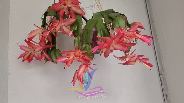 Шлюмбергера Frony #schlumbergera #Frony   #герагибис #сортоваяшлюм? смотреть онлайн
