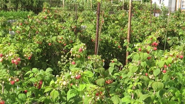 Ягода малина смотреть онлайн