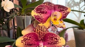 Орхидеи Фантом и Пиниф ! Редкая красота и особенности