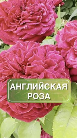 🌸 Роза парковая Роз де Решт — идеальный выбор для создания цветочного рая в вашем саду!