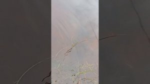 Андрей Вездеход Коми в Новгородской области.