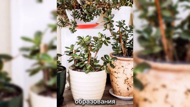 ЗАСТАВИТЬ ЦВЕСТИ РАСТЕНИЯ ЛЕГКО смотреть онлайн