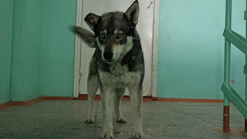 а вот и Голубоглазка нашлась