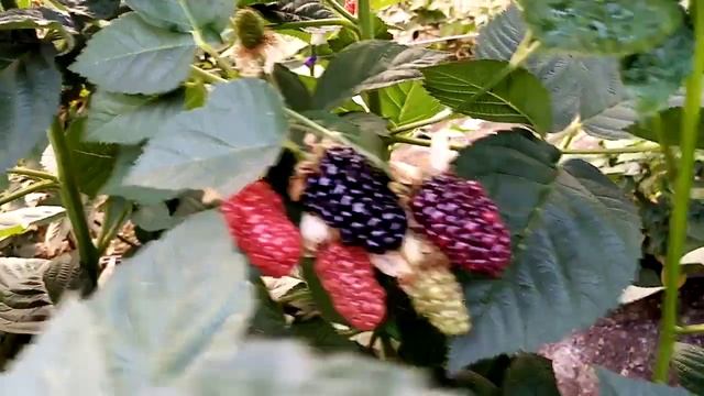 ежевика сорт блек джем, теплица. смотреть онлайн