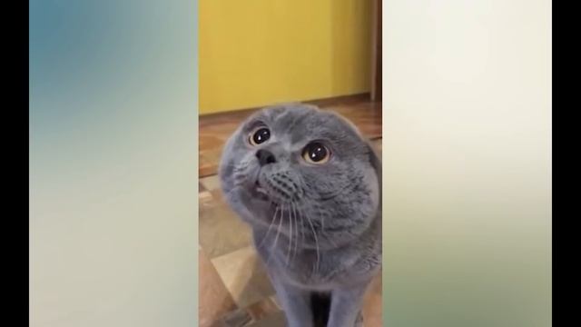 Смешной кот Кот говорит Галя Говорящий кот смотреть онлайн