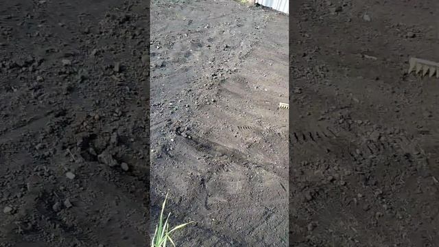 Что бы сорняки на картофеле не задушили, нужно успеть ? смотреть онлайн