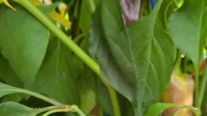 Перец КЛЯКСА