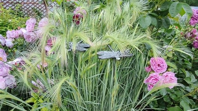 Ячмень гривастый как компаньон для роз🌹🌹🌹 смотреть онлайн