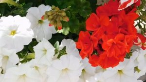 Красивые яркие цветы.