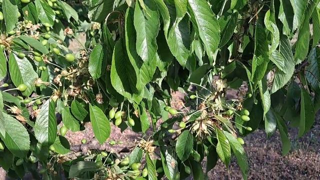 ВИШНЯ. ЧЕРЕШНЯ. Захищаємо від  вишневої  мухи попелиці