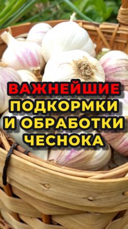 ТРИ важнейшие подкормки и обработки чеснока