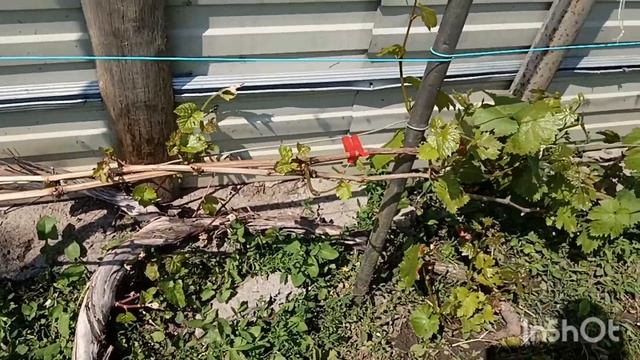 Состояние винограда на 20 мая, будет ли после вымерзани смотреть онлайн