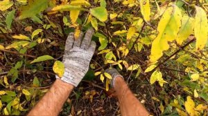 Обрезка жимолости в сентябре