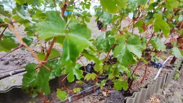 7 октября 2024 года. Беларусь. Пасынковый урожай в? смотреть онлайн