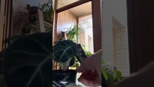 Растение из Пятерочки #комнатныерастения