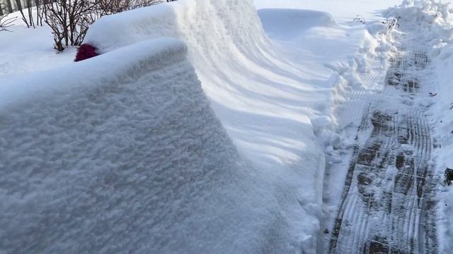 Что с розами под укрытием? (Урал, 2-3 зона) смотреть онлайн