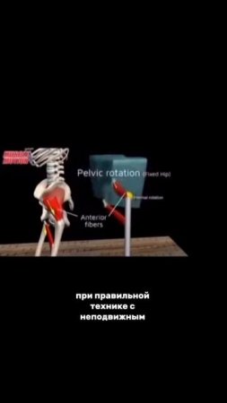 Самая слабая мышца