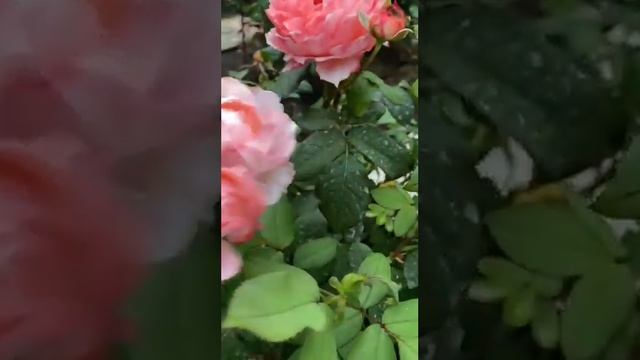 Японская Роза Принцесса Сакура. Жду вас в гости в Telegram смотреть онлайн