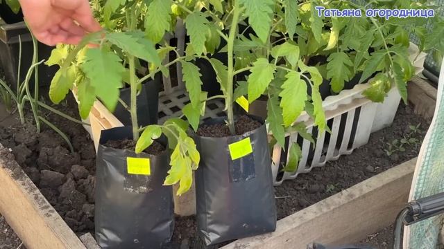 Дайте рассаде эту подкормку за 7-10 дней до высадки! При?