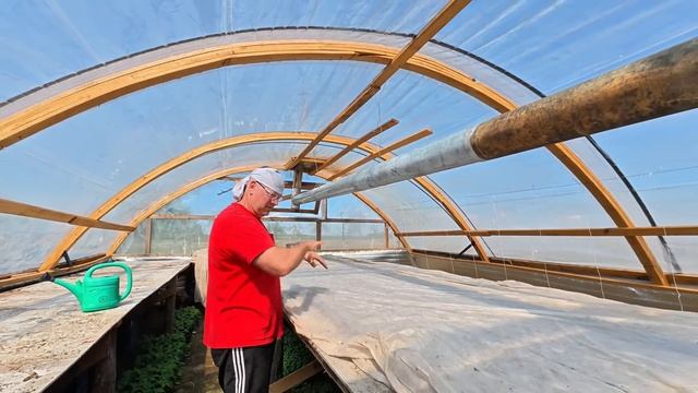 Посадили самый сладкий томат,спасаемся от мороза. смотреть онлайн