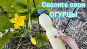 Спасите свои ОГУРЦЫ  Желтеют плоды принимаем меры чтобы защитить урожай