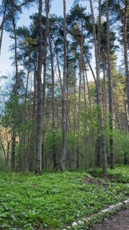 Лесотерапия Кисловодского парка 2025 - когда природа говорит без слов