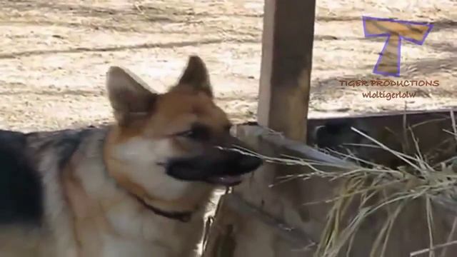 ОБЕЗЬЯНЫ И СОБАКИ!: