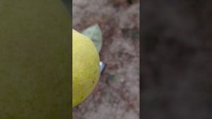 айва сорта Кубанская ранняя