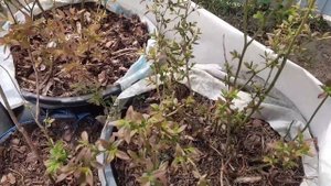 У голубики покраснели листья. Вот в чём причина!