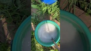 Гигантская тыква опылилась. Растём потихоньку. Подкор