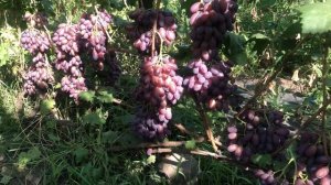 Виноград Князь Трубецький-Тел-098 115 04 16 Анатолій